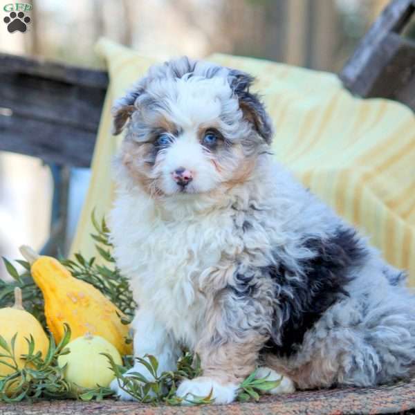 Hazel, Mini Aussiedoodle Puppy