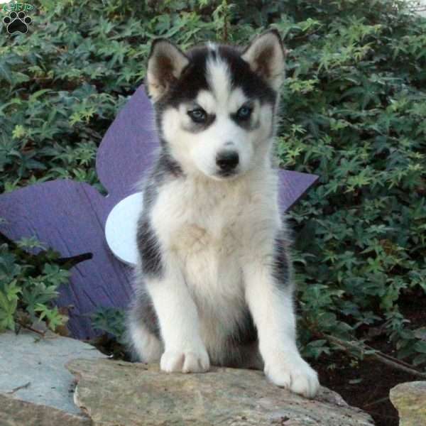 Hazel, Siberian Husky Puppy