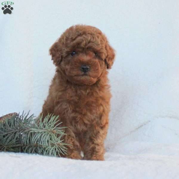 Hazel, Toy Poodle Puppy