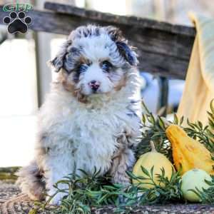 Hazel, Mini Aussiedoodle Puppy