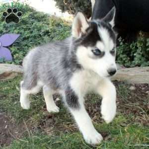 Hazel, Siberian Husky Puppy