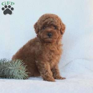 Hazel, Toy Poodle Puppy