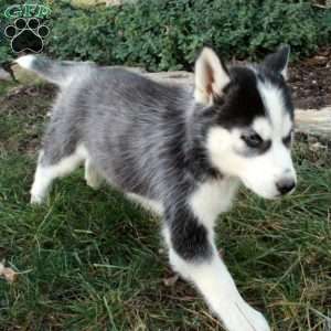 Hazel, Siberian Husky Puppy