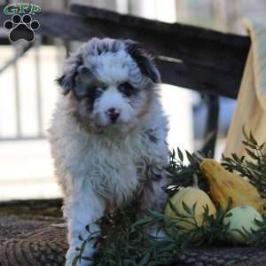 Hazel, Mini Aussiedoodle Puppy