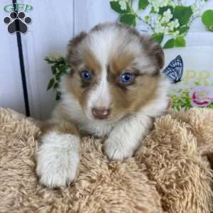 Mia, Australian Shepherd Puppy