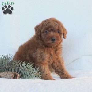 Heath, Toy Poodle Puppy