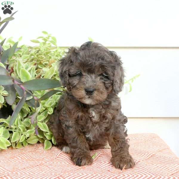 Heath, Cavapoo Puppy