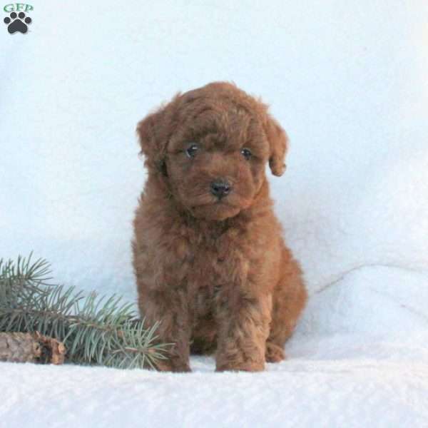 Heath, Toy Poodle Puppy