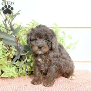 Heath, Cavapoo Puppy