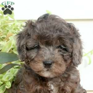 Heath, Cavapoo Puppy