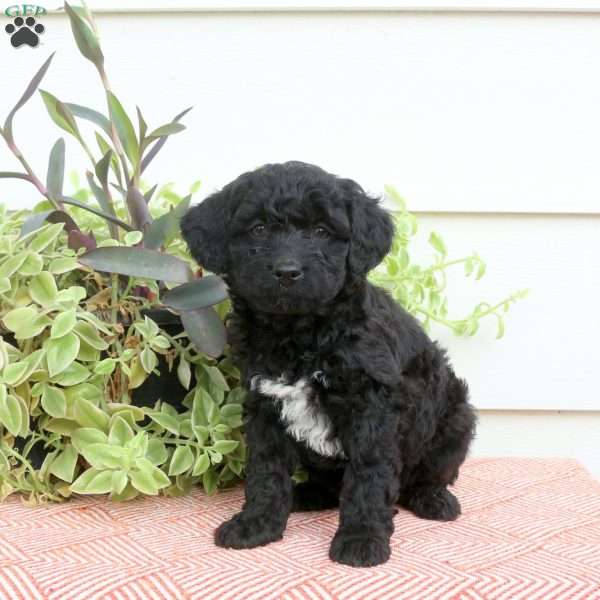 Hector, Cavapoo Puppy