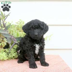 Hector, Cavapoo Puppy