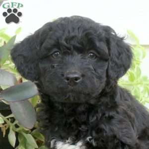 Hector, Cavapoo Puppy