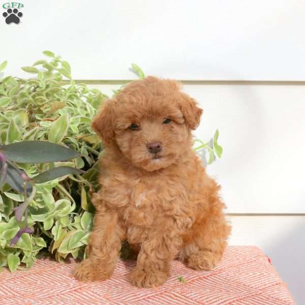 Heidi, Cavapoo Puppy