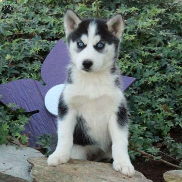 Heidi, Siberian Husky Puppy