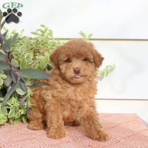 Heidi, Cavapoo Puppy