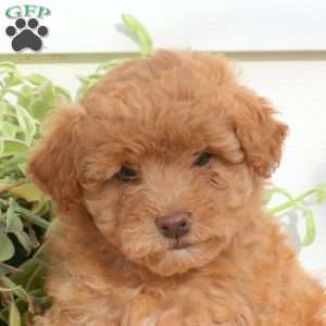 Heidi, Cavapoo Puppy