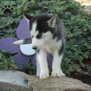 Heidi, Siberian Husky Puppy