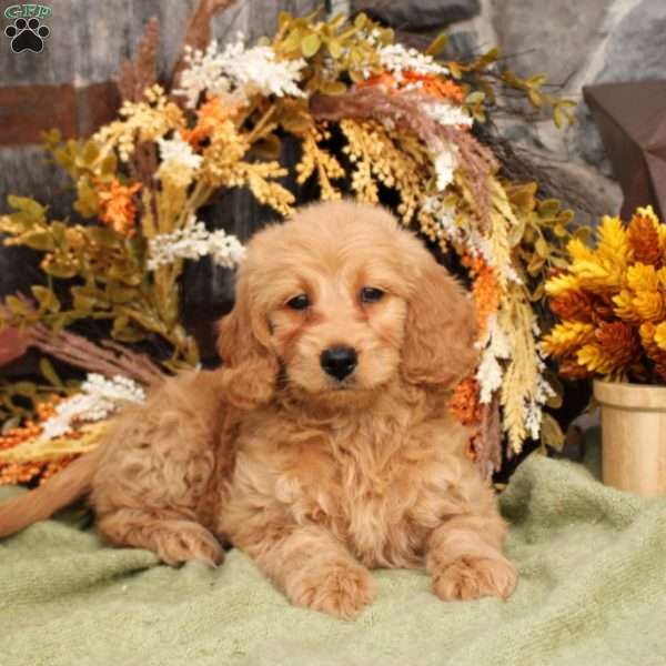 Heidi, Mini Goldendoodle Puppy