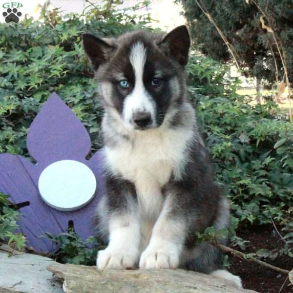 Henry, Siberian Husky Puppy