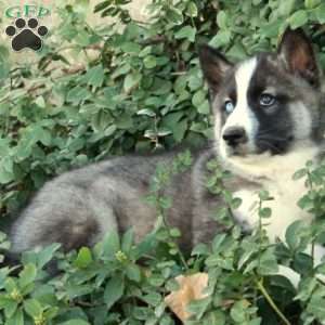 Henry, Siberian Husky Puppy