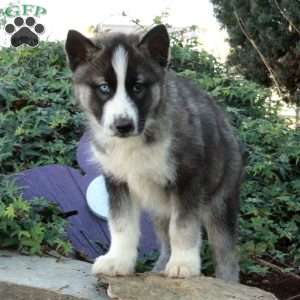 Henry, Siberian Husky Puppy