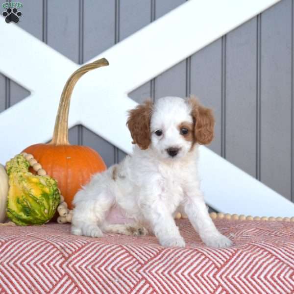 Herbie, Cavapoo Puppy