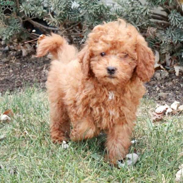 Hero, Miniature Poodle Puppy