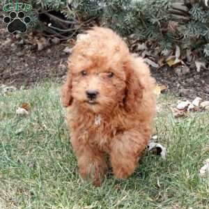 Hero, Miniature Poodle Puppy