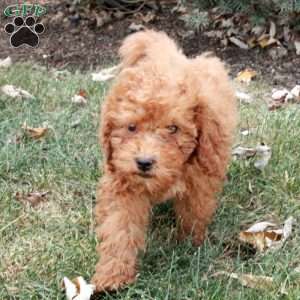 Hero, Miniature Poodle Puppy