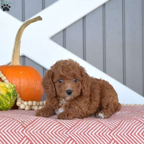 Hickory, Cavapoo Puppy