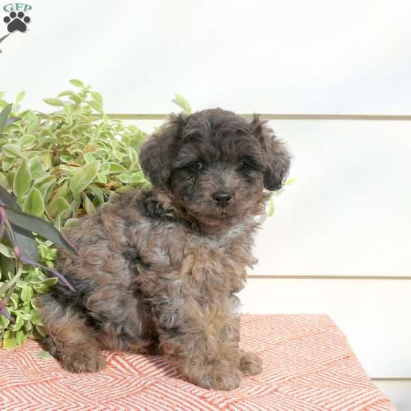 Holiday, Cavapoo Puppy