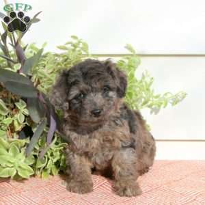 Holiday, Cavapoo Puppy