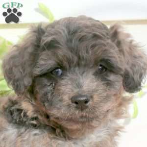 Holiday, Cavapoo Puppy