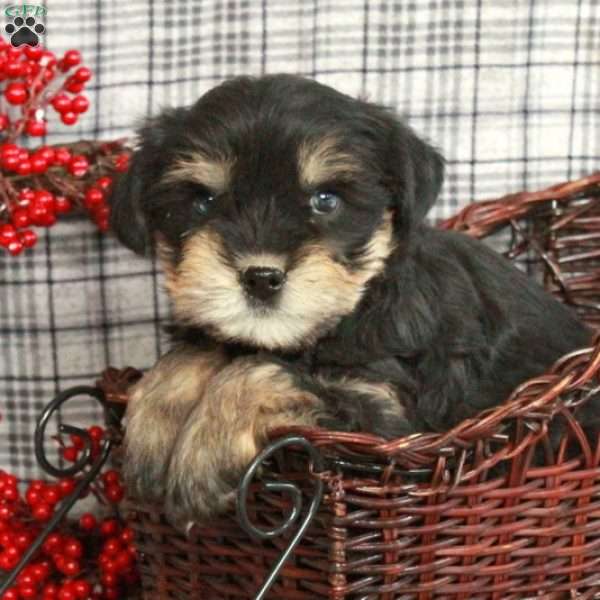 Holiday, Miniature Schnauzer Mix Puppy