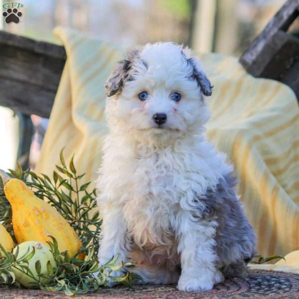 Holly, Mini Aussiedoodle Puppy