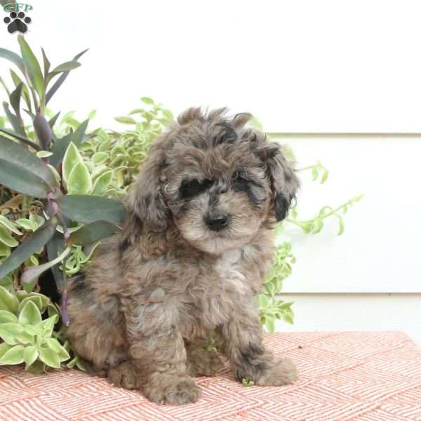 Holly, Cavapoo Puppy