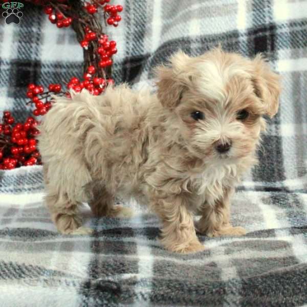 Holly, Maltipoo Puppy