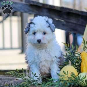 Holly, Mini Aussiedoodle Puppy