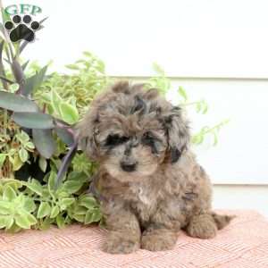 Holly, Cavapoo Puppy