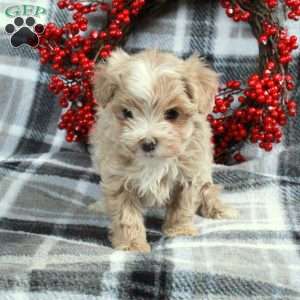 Holly, Maltipoo Puppy