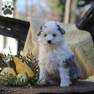 Holly, Mini Aussiedoodle Puppy