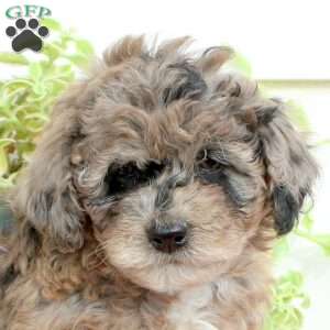 Holly, Cavapoo Puppy