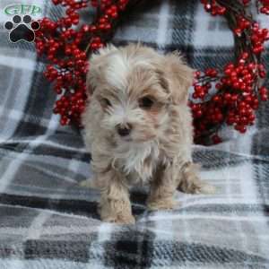 Holly, Maltipoo Puppy