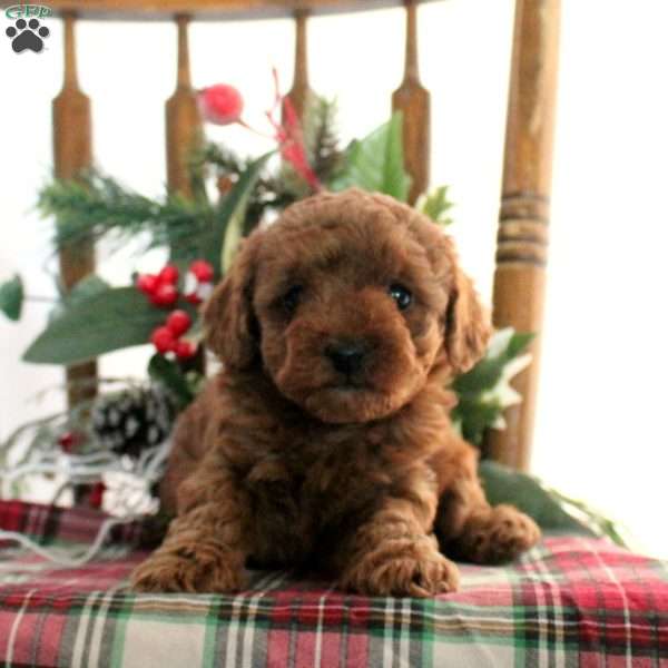 Holly, Toy Poodle Puppy