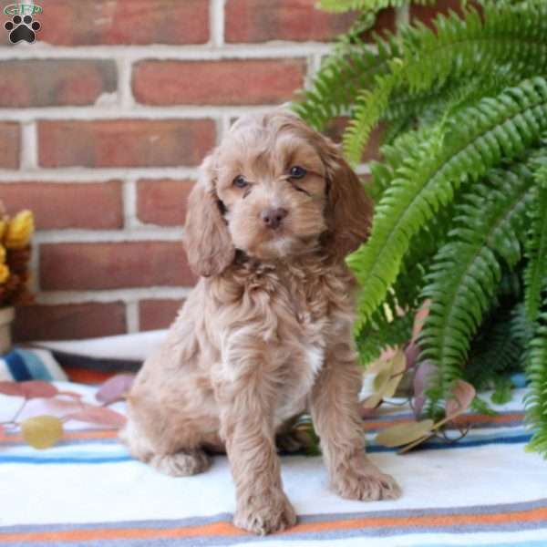 Holly, Cockapoo Puppy