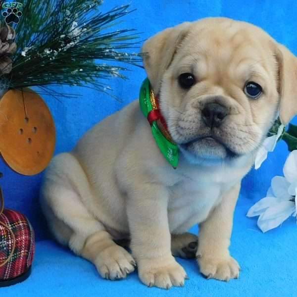 Holly, Miniature Bulldog Puppy