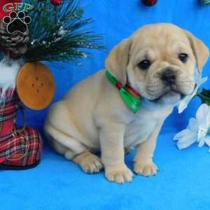 Holly, Miniature Bulldog Puppy