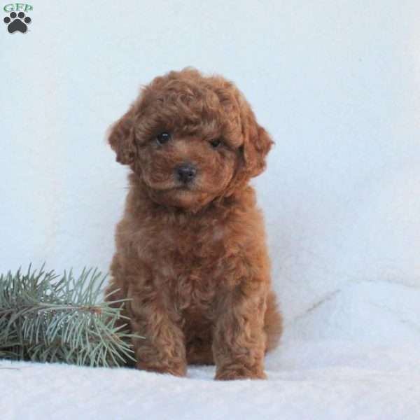 Honey, Toy Poodle Puppy