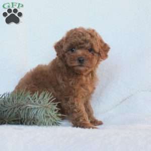 Honey, Toy Poodle Puppy